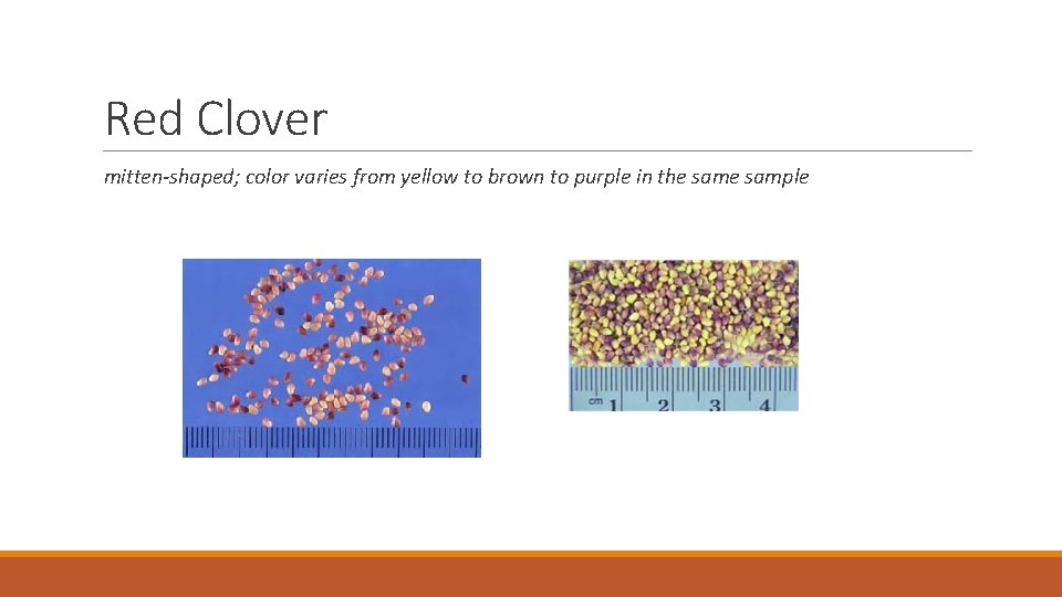 Red Clover mitten-shaped; color varies from yellow to brown to purple in the sample