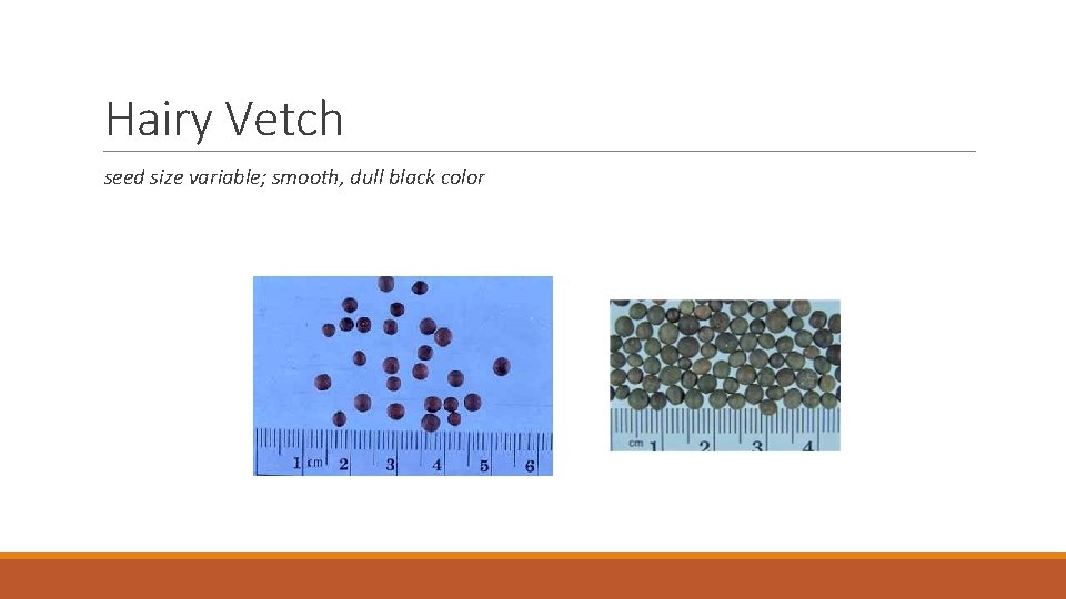 Hairy Vetch seed size variable; smooth, dull black color 