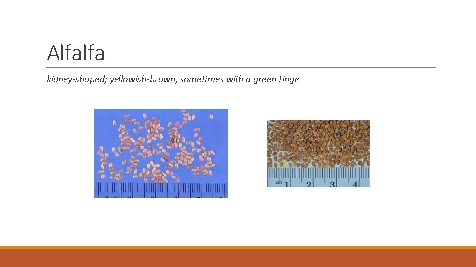Alfalfa kidney-shaped; yellowish-brown, sometimes with a green tinge 