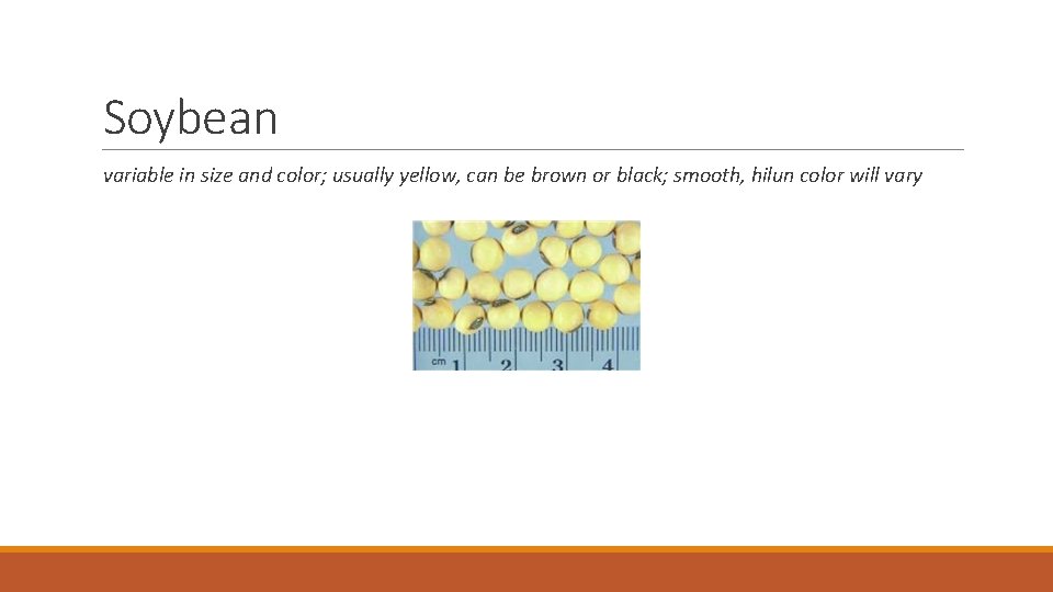 Soybean variable in size and color; usually yellow, can be brown or black; smooth,