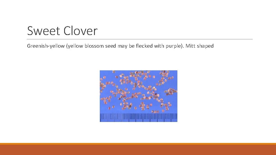 Sweet Clover Greenish-yellow (yellow blossom seed may be flecked with purple). Mitt shaped 