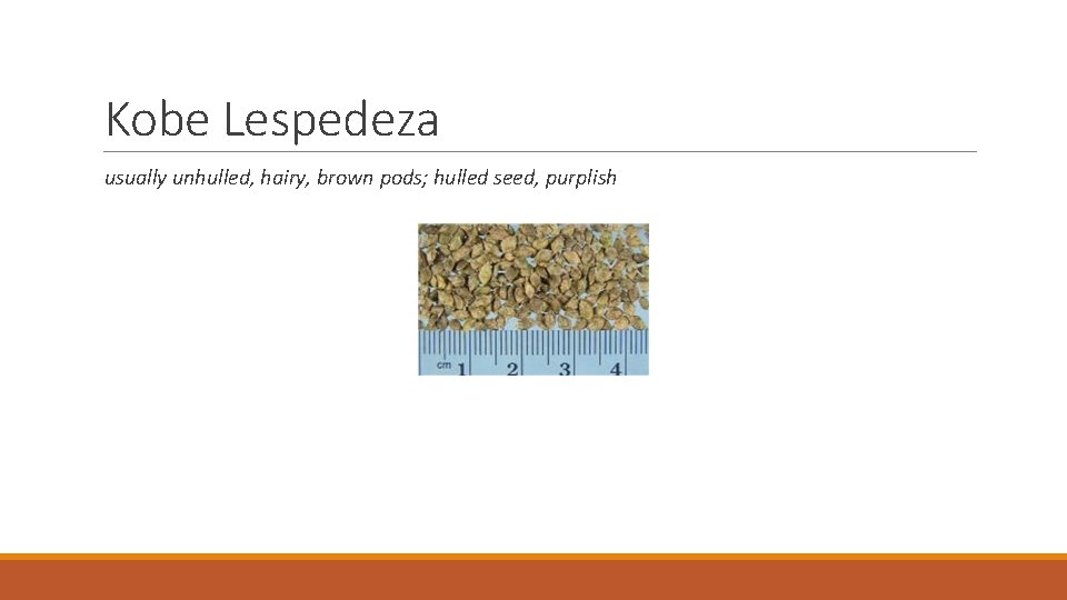 Kobe Lespedeza usually unhulled, hairy, brown pods; hulled seed, purplish 