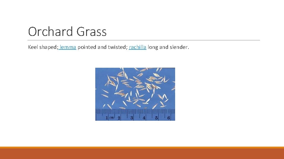 Orchard Grass Keel shaped; lemma pointed and twisted; rachilla long and slender. 