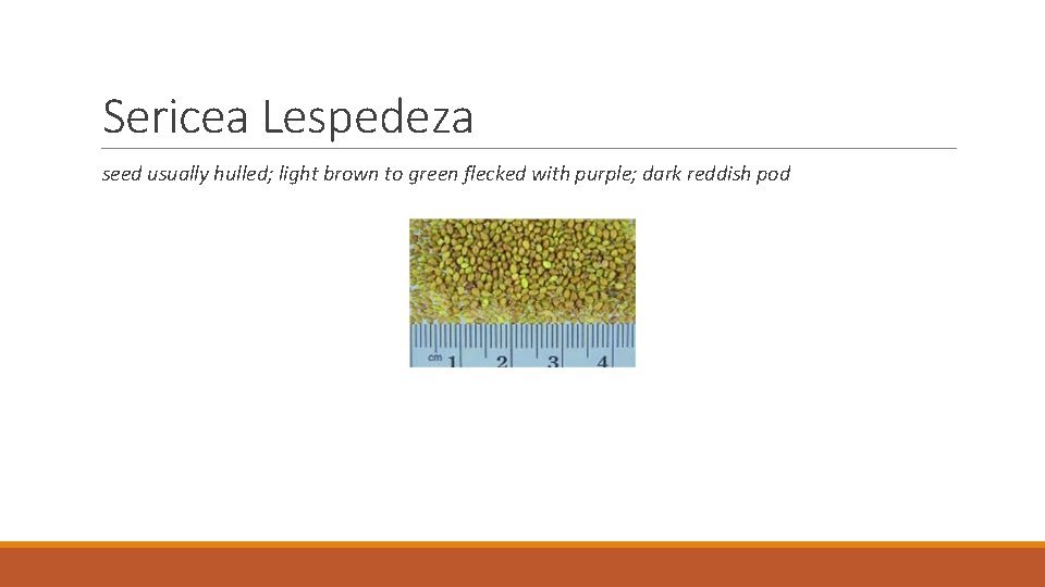 Sericea Lespedeza seed usually hulled; light brown to green flecked with purple; dark reddish