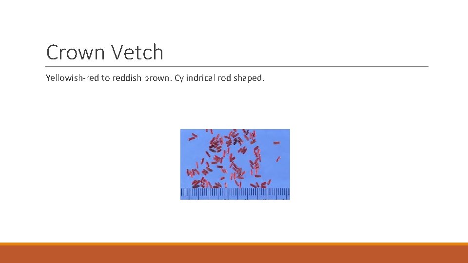 Crown Vetch Yellowish-red to reddish brown. Cylindrical rod shaped. 