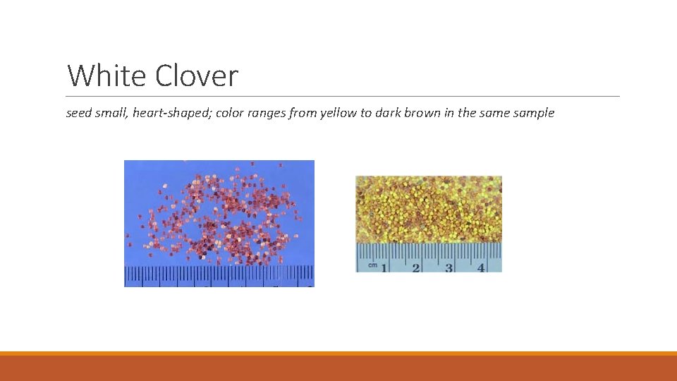 White Clover seed small, heart-shaped; color ranges from yellow to dark brown in the