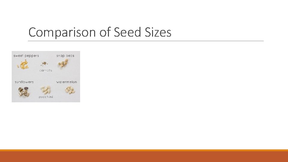 Comparison of Seed Sizes 