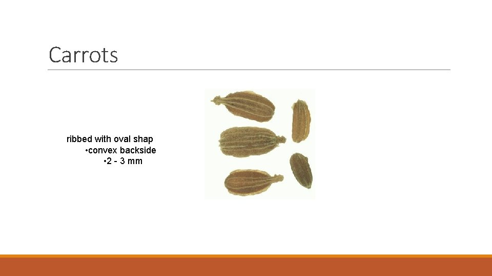Carrots ribbed with oval shap • convex backside • 2 - 3 mm 