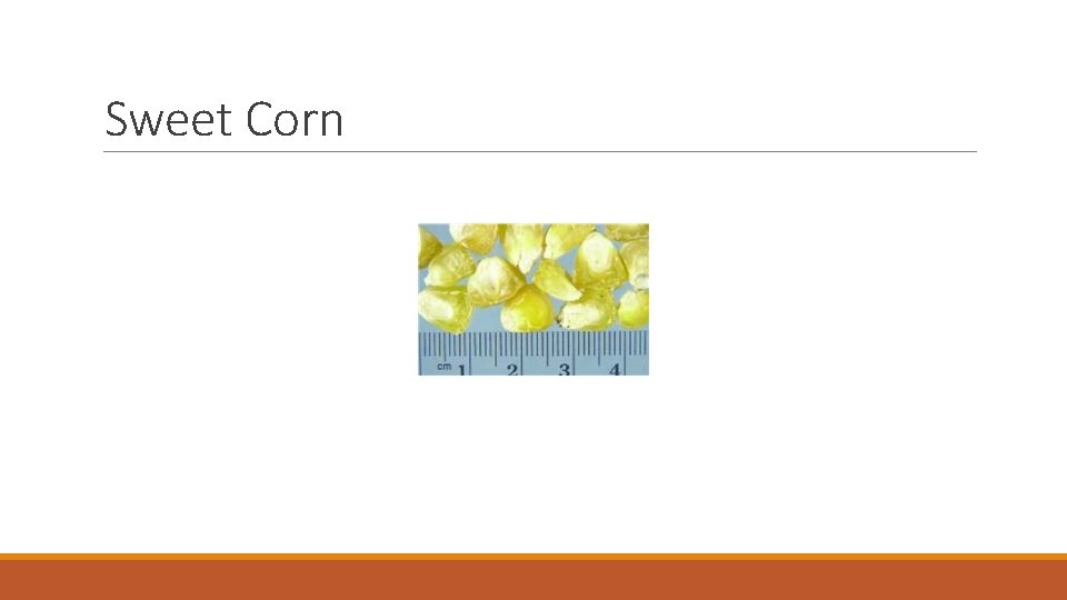 Sweet Corn 