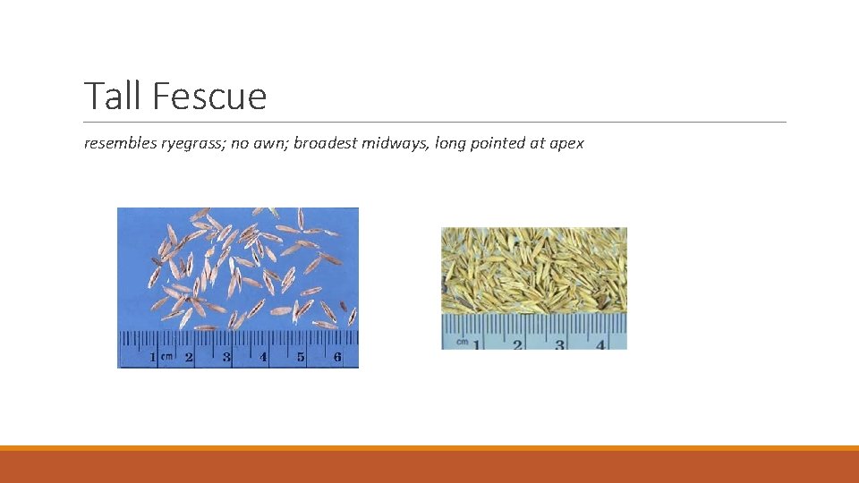 Tall Fescue resembles ryegrass; no awn; broadest midways, long pointed at apex 