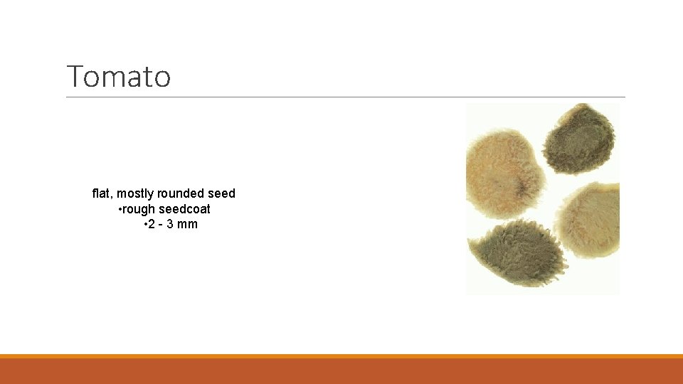 Tomato flat, mostly rounded seed • rough seedcoat • 2 - 3 mm 