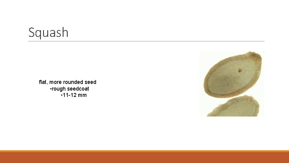 Squash flat, more rounded seed • rough seedcoat • 11 -12 mm 