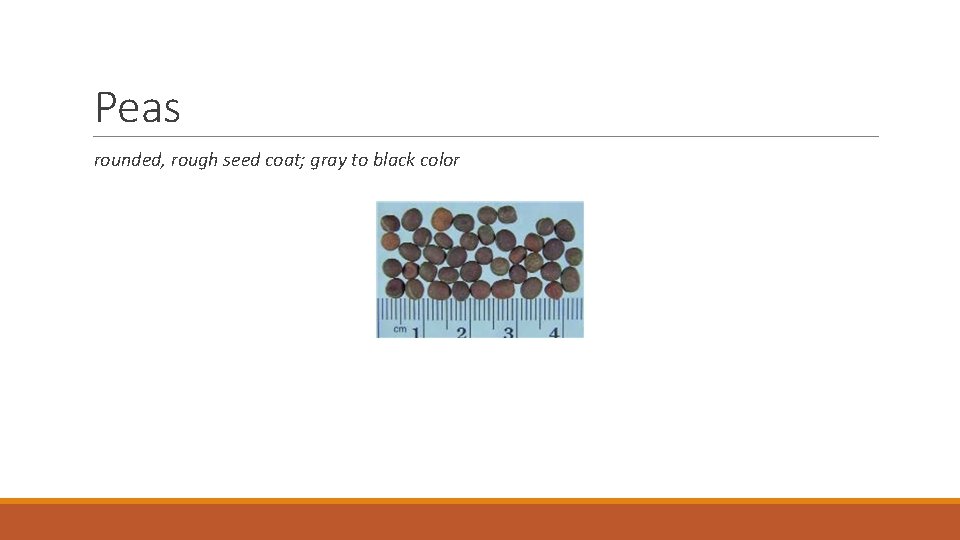 Peas rounded, rough seed coat; gray to black color 