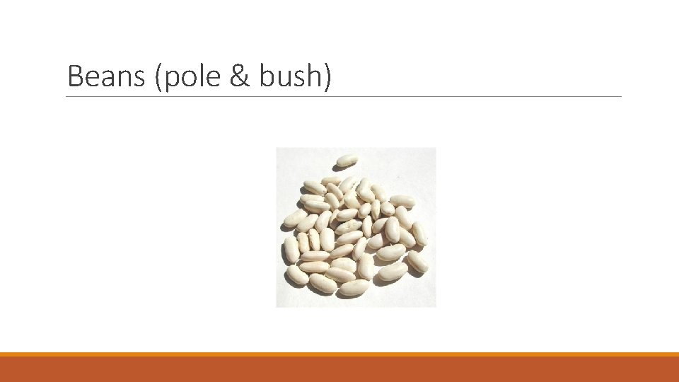 Beans (pole & bush) 