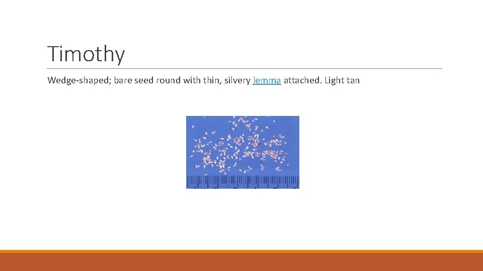 Timothy Wedge-shaped; bare seed round with thin, silvery lemma attached. Light tan 