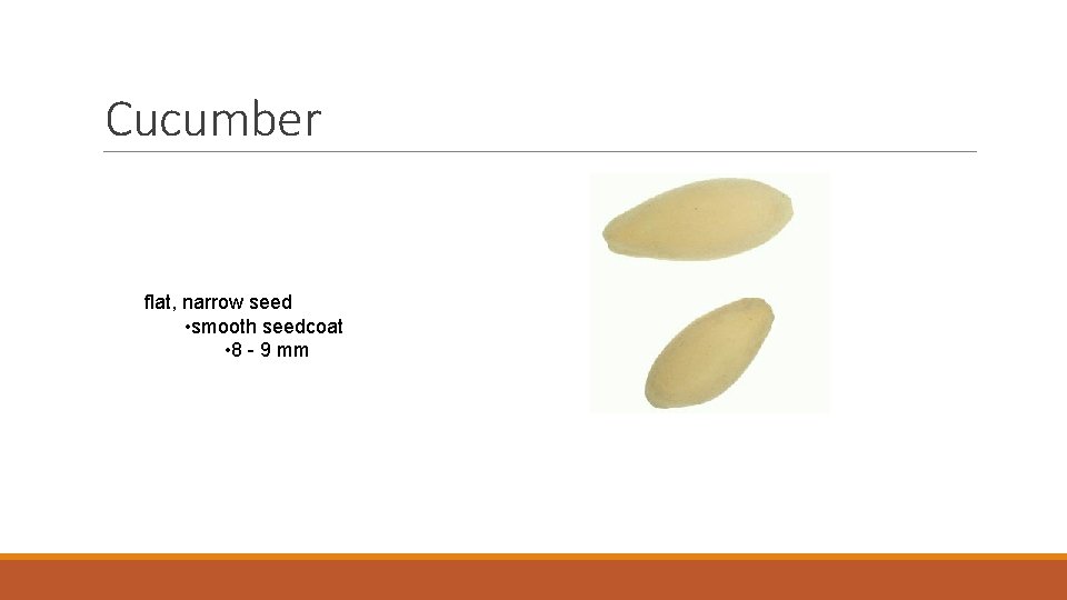 Cucumber flat, narrow seed • smooth seedcoat • 8 - 9 mm 