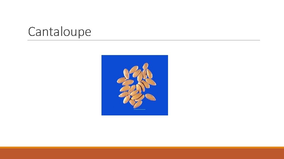 Cantaloupe 