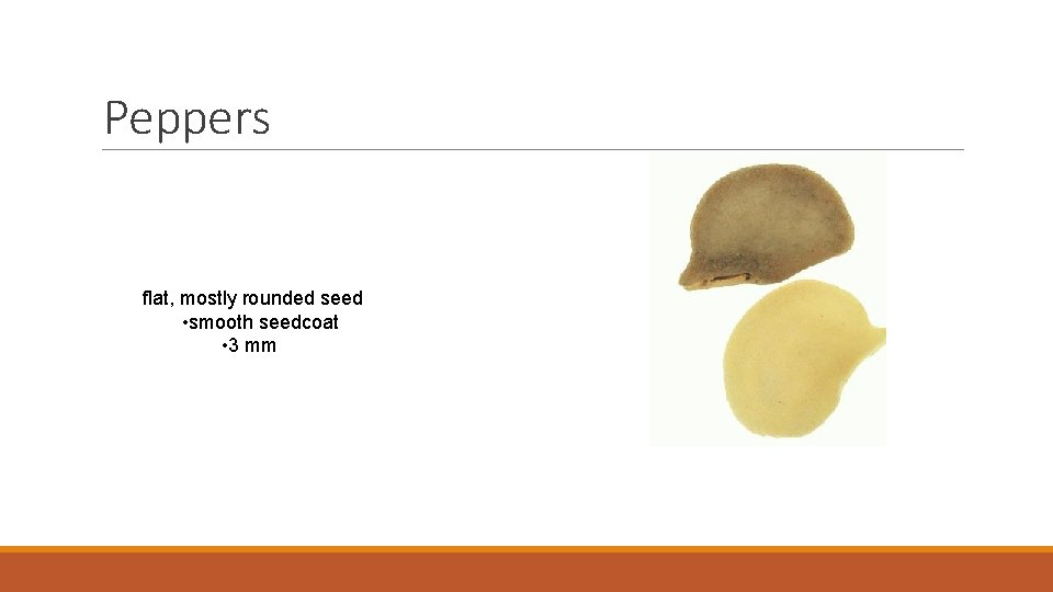 Peppers flat, mostly rounded seed • smooth seedcoat • 3 mm 