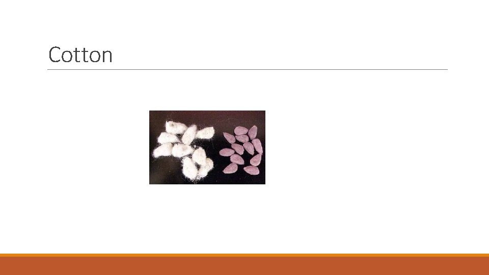Cotton 