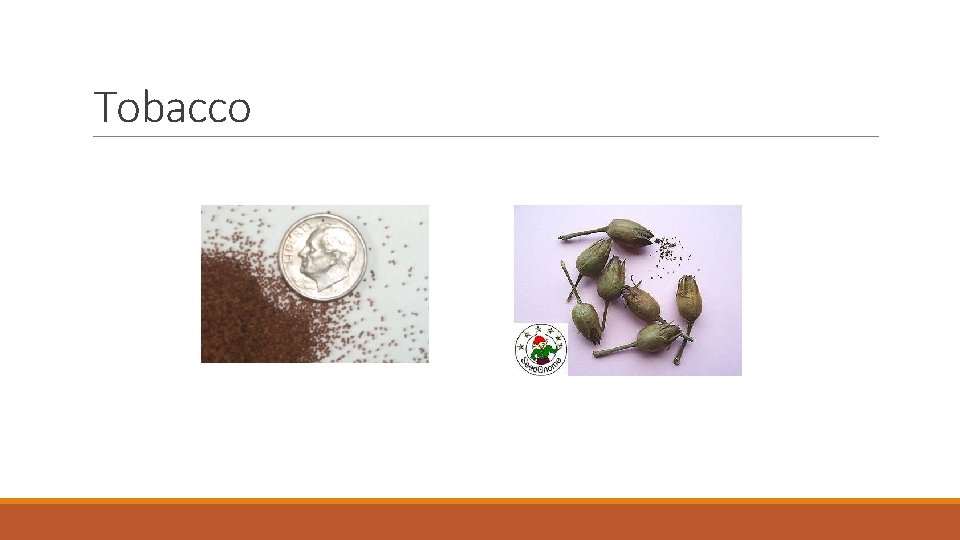 Tobacco 