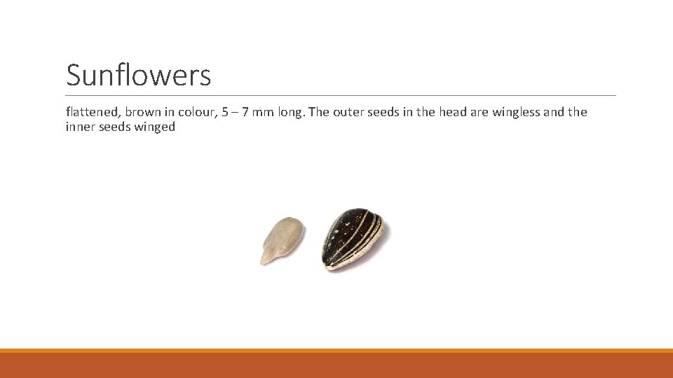 Sunflowers flattened, brown in colour, 5 – 7 mm long. The outer seeds in