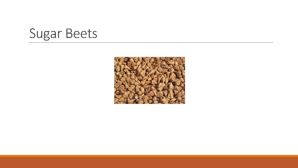 Sugar Beets 