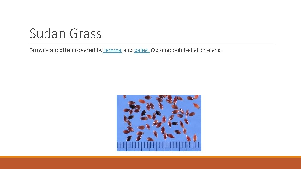 Sudan Grass Brown-tan; often covered by lemma and palea. Oblong; pointed at one end.