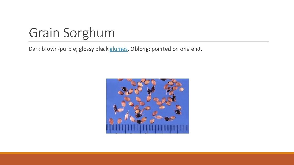 Grain Sorghum Dark brown-purple; glossy black glumes. Oblong; pointed on one end. 