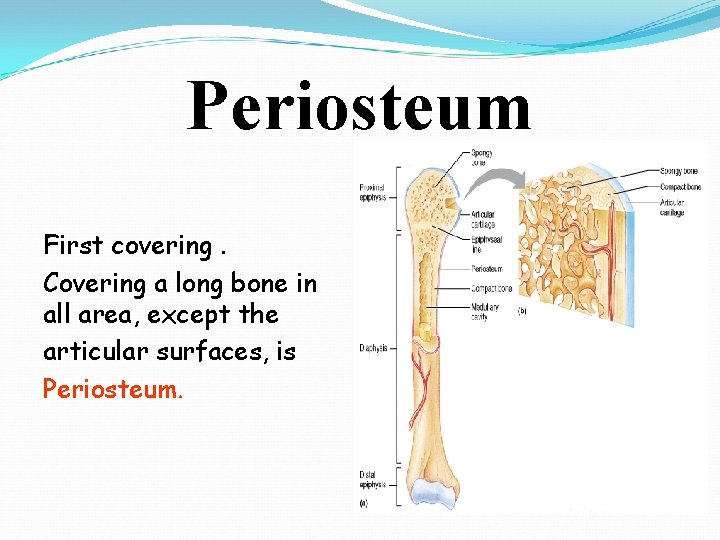 Periosteum First covering. Covering a long bone in all area, except the articular surfaces,