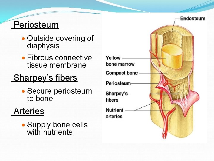 Periosteum · Outside covering of diaphysis · Fibrous connective tissue membrane Sharpey’s fibers ·