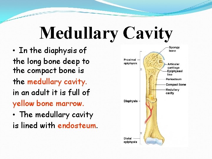 Medullary Cavity • In the diaphysis of the long bone deep to the compact