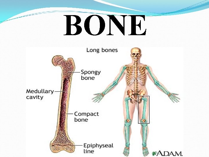 BONE 