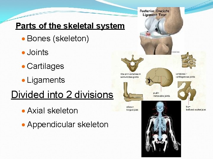 Parts of the skeletal system · Bones (skeleton) · Joints · Cartilages · Ligaments