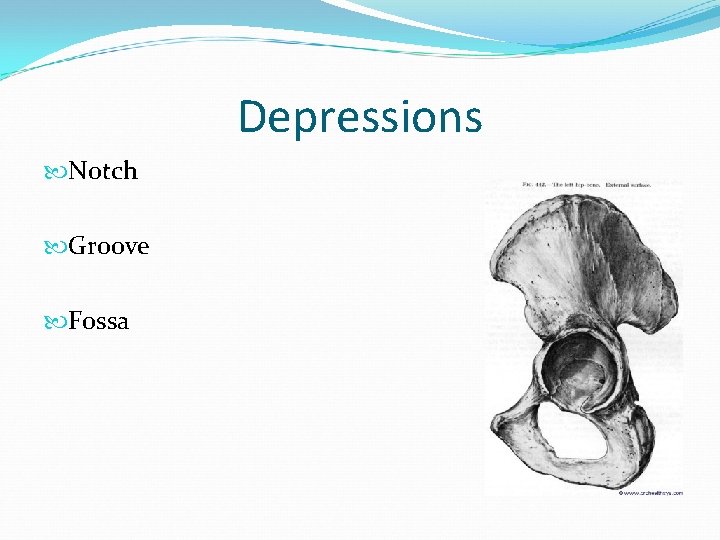 Depressions Notch Groove Fossa 