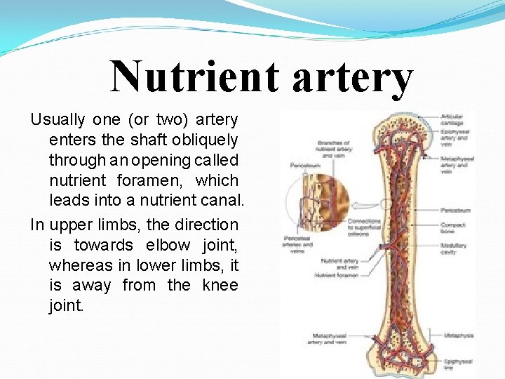 Nutrient artery Usually one (or two) artery enters the shaft obliquely through an opening