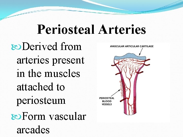 Periosteal Arteries Derived from arteries present in the muscles attached to periosteum Form vascular