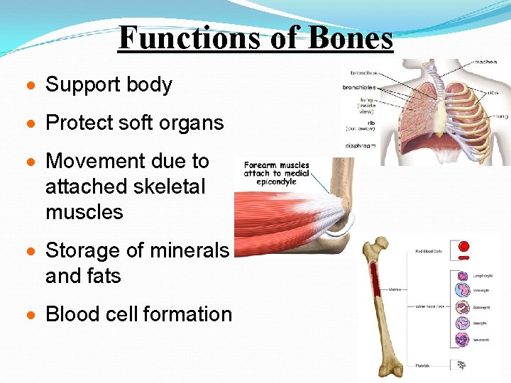 Functions of Bones · Support body · Protect soft organs · Movement due to