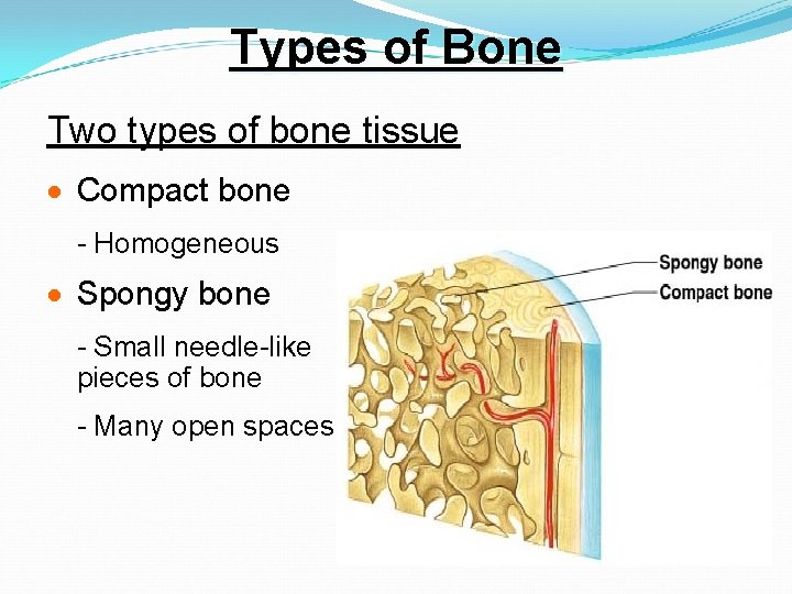 Types of Bone Two types of bone tissue · Compact bone - Homogeneous ·