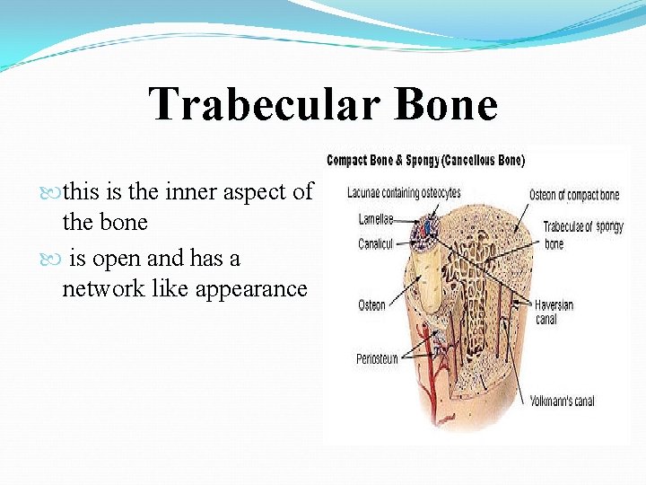 Trabecular Bone this is the inner aspect of the bone is open and has