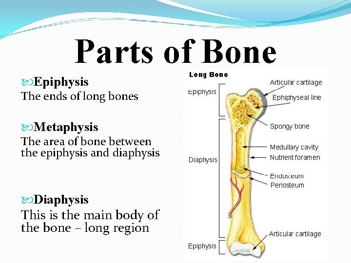 Parts of Bone Epiphysis The ends of long bones Metaphysis The area of bone
