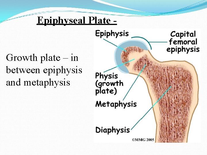 Epiphyseal Plate - Growth plate – in between epiphysis and metaphysis 