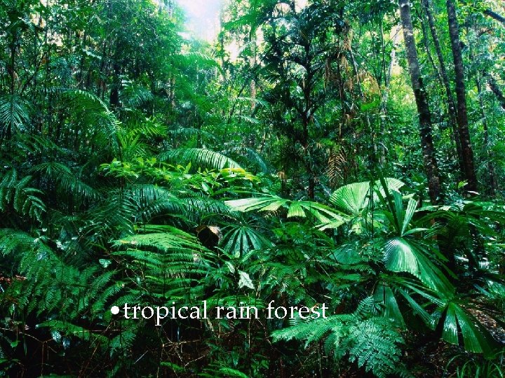  • tropical rain forest 