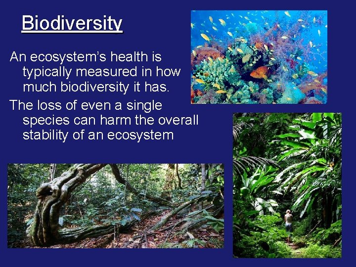 Biodiversity An ecosystem’s health is typically measured in how much biodiversity it has. The