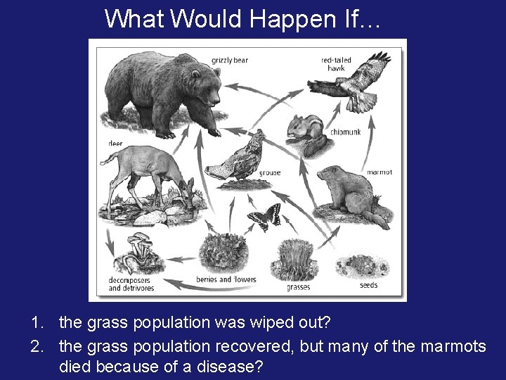 What Would Happen If… 1. the grass population was wiped out? 2. the grass