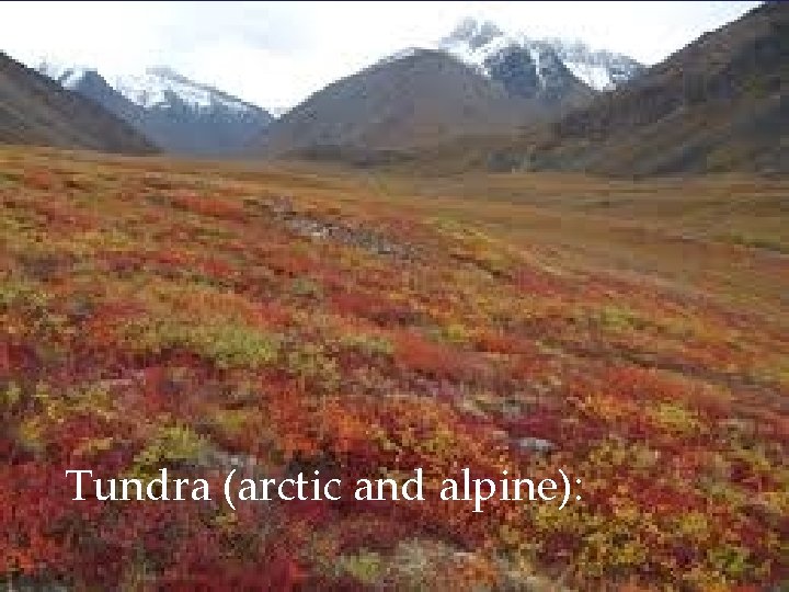 Tundra (arctic and alpine): 