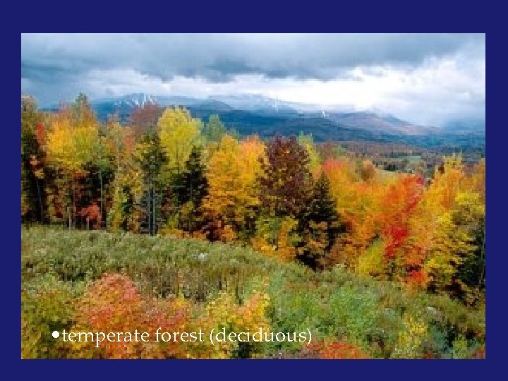  • temperate forest (deciduous) 