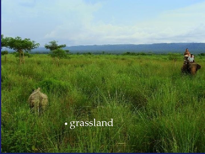  • grassland 