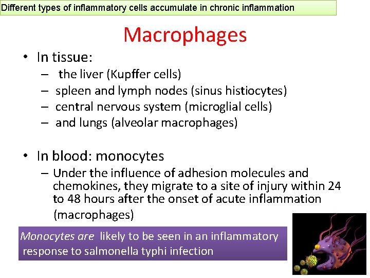 Different types of inflammatory cells accumulate in chronic inflammation • In tissue: – –