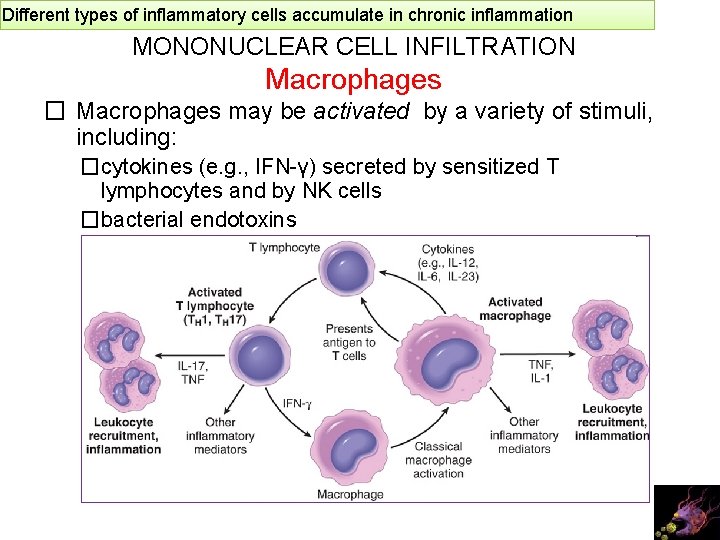 Different types of inflammatory cells accumulate in chronic inflammation MONONUCLEAR CELL INFILTRATION Macrophages �