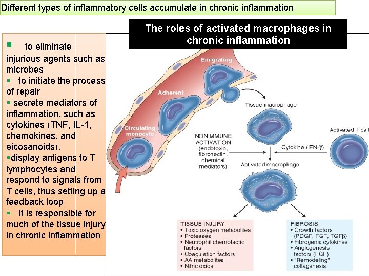 Different types of inflammatory cells accumulate in chronic inflammation § to eliminate injurious agents